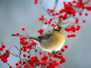 Beautiful Bird with Red Berries