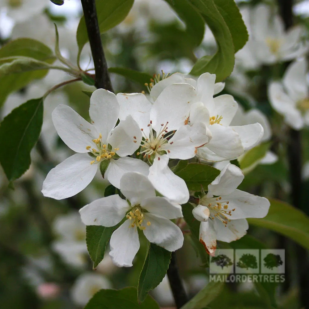 Malus John Downie - Crab Apple Tree