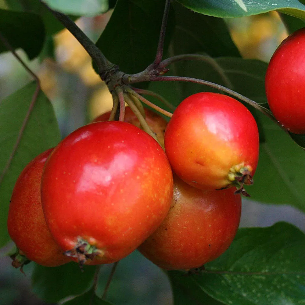 Malus John Downie - Crab Apple Tree
