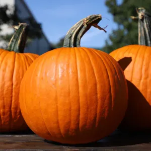 Pumpkin Carrie F1 Seed